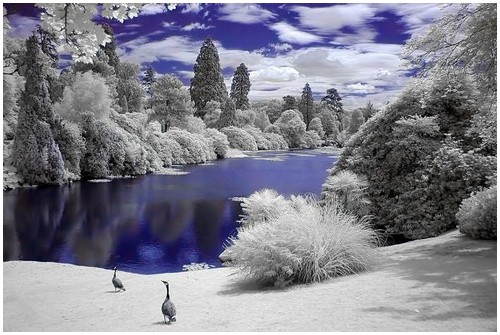 Infrared-Trees-11