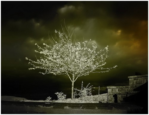 Infrared-Trees-2
