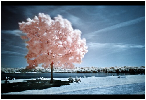 Infrared-Trees-5
