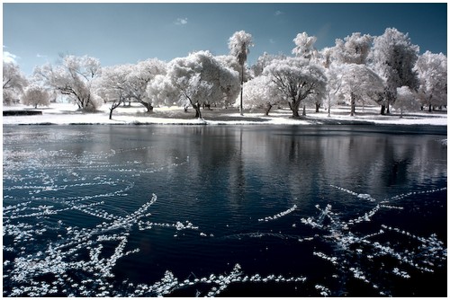 Infrared-Trees-6