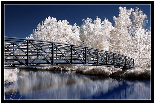 Infrared-Trees-7
