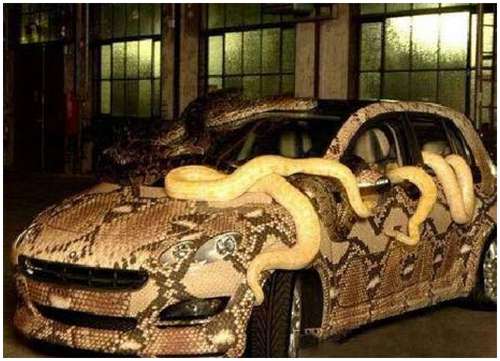 I wonder if the snakes are real If they are then who would dare to drive