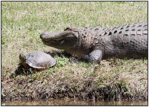 Alligators-and-Turtles-11