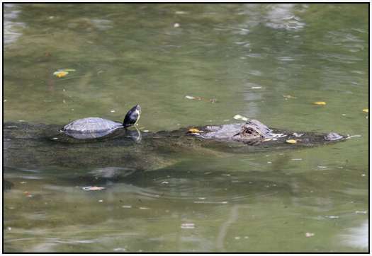 Alligators-and-Turtles-3
