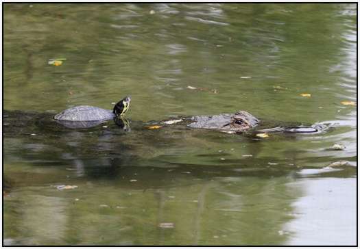 Alligators-and-Turtles-5