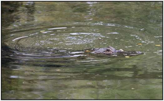 Alligators-and-Turtles-6