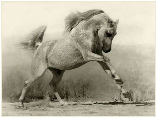 pictures of horses. It is one of the oldest horse