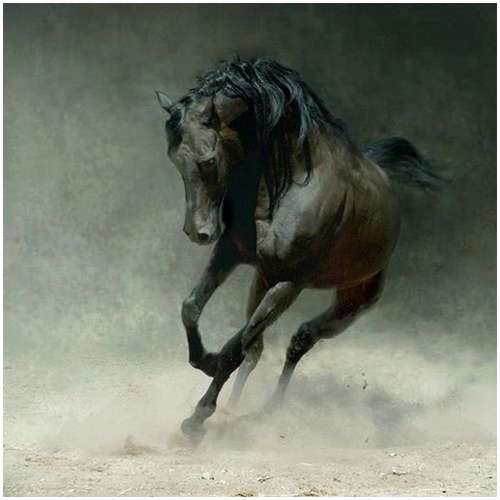 Arabian-horses-13