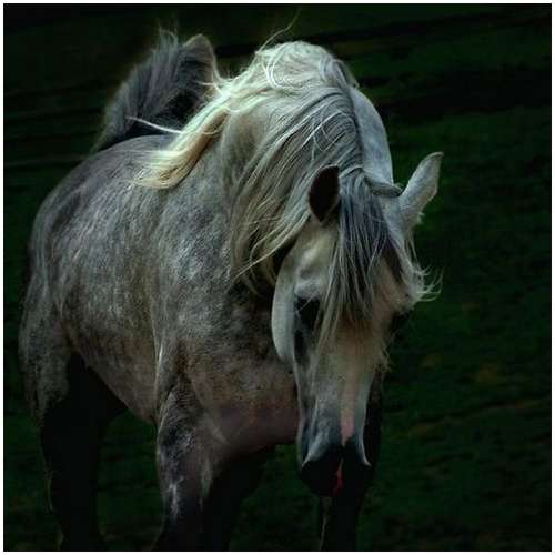 arabian horse wallpaper. Arabian-horses-16