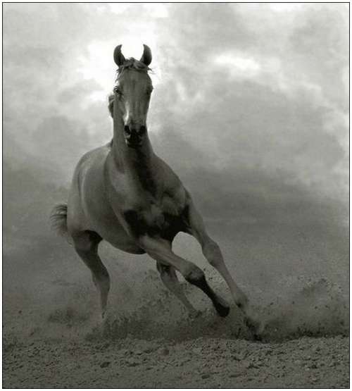 Arabian-horses-17 Arabian-horses-17