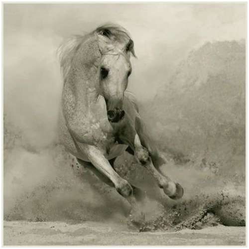 Arabian-horses-4