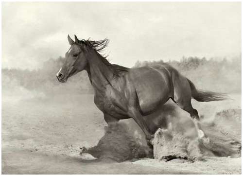 Arabian-horses-6