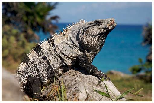 iguana