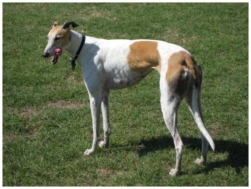 thegreyhound