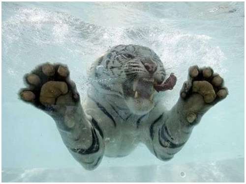 Some fascinating pictures of a ferocious tiger in the water.