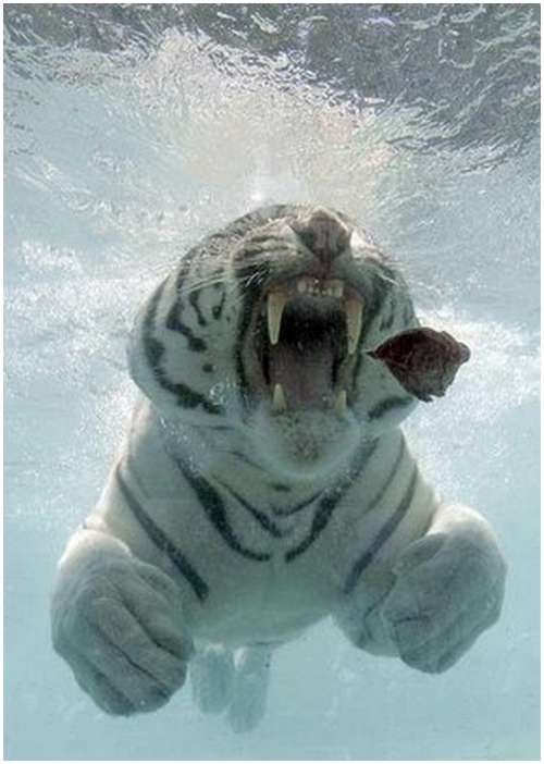 Ferocious-tiger-in-the-water-2