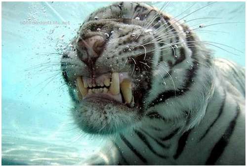 Ferocious-tiger-in-the-water-3