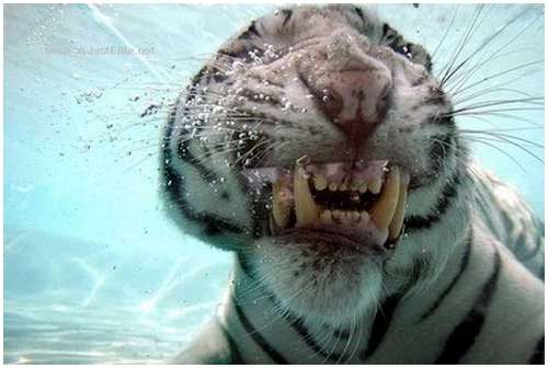 Ferocious-tiger-in-the-water-5