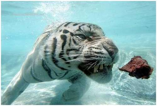 Ferocious-tiger-in-the-water-7