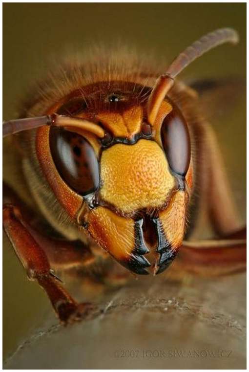Insects-Of-Our-World-Up-Close-And-Personal-. Wasps are critically important 