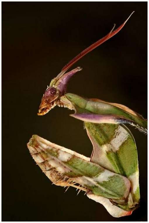 Insects-Of-Our-World-Up-Close-And-Personal/. Being a carnivorous insect, 