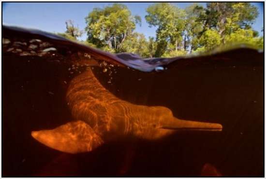 Pink-Amazonian-River-Dolphin-11