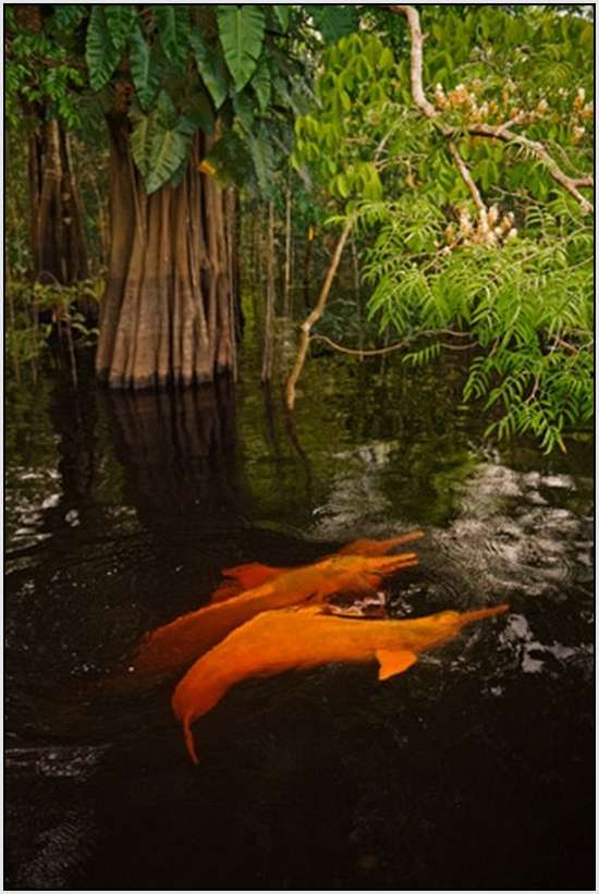 Pink-Amazonian-River-Dolphin-3