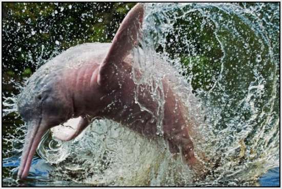 Pink-Amazonian-River-Dolphin-6