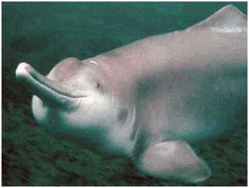 The Most Rarest Animals in the World Baiji