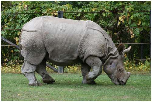 Javan Rhinoceros