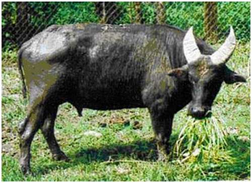 Tamaraw