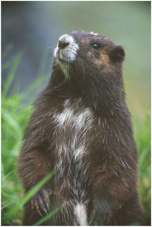 The-Vancouver-Island-Marmot