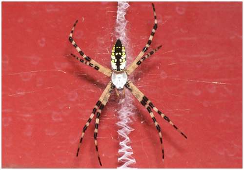 Argiope-aetherea