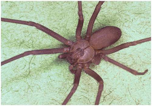 brown recluse spider bite pictures. Brown recluse spider