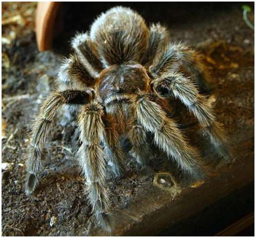 Chilean-rose-tarantula