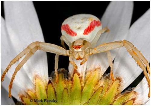 Goldenrod-crab-spider