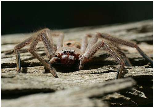 Huntsman spiders can grow up to a legspan of 12 inches and will bite if 