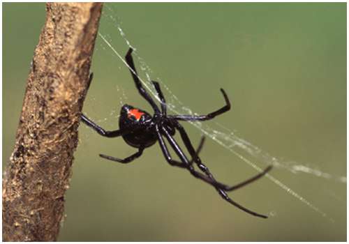 The-Black-Widow