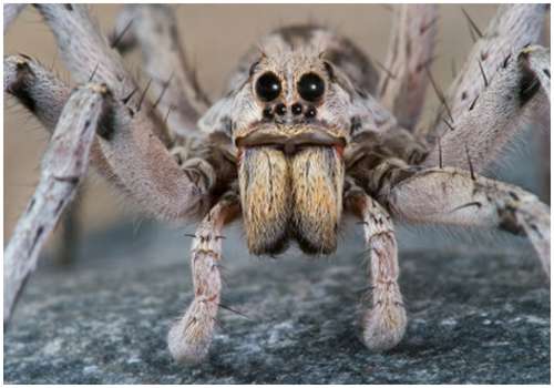 Wolf-spider