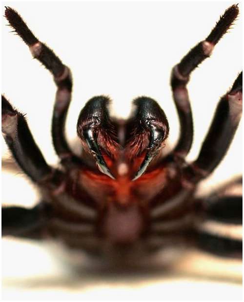 Sydney funnel-web spider