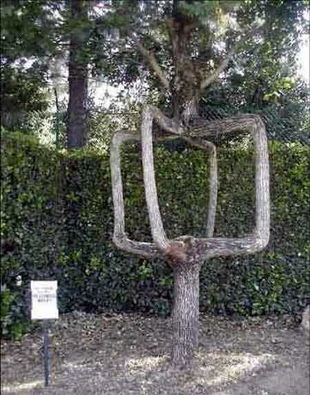 Amazing tree