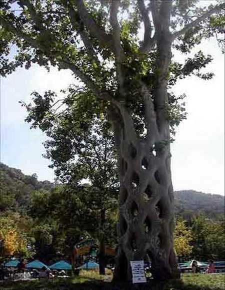 Amazing tree