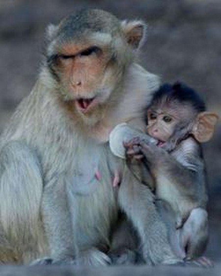 Interesting-Monkey-Festival-in-LopBuri-Thailand