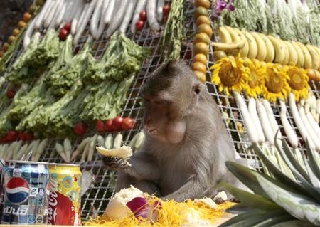 Interesting-Monkey-Festival-in-LopBuri-Thailand-25