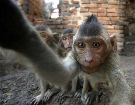 Interesting-Monkey-Festival-in-LopBuri-Thailand-3