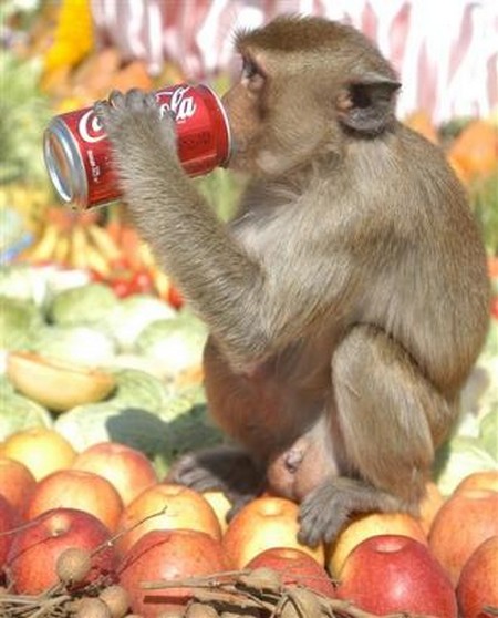 Interesting-Monkey-Festival-in-LopBuri-Thailand-4