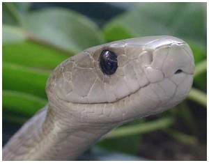 Black-Mamba