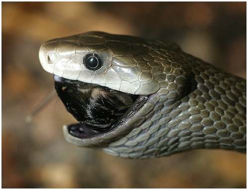 Black-Mamba-4