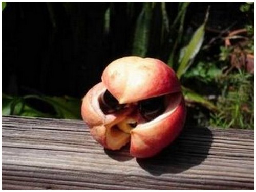 Ackee-Fruit