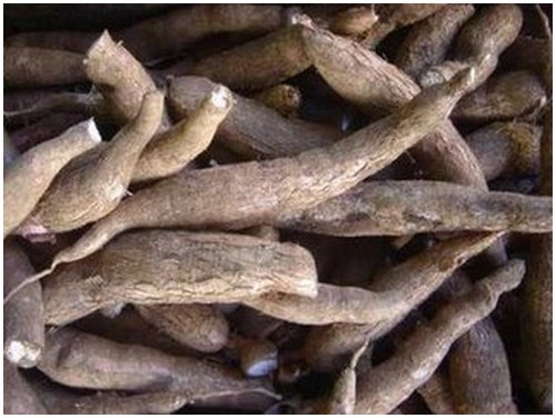 Cassava